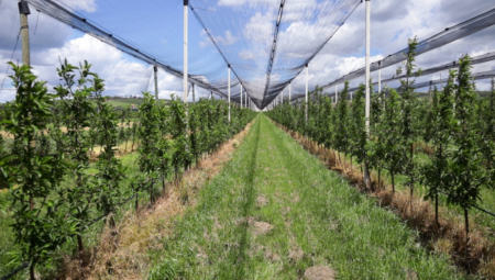 KRALJEVO Grad daje u zakup 308 hektara poljoprivrednog zemljišta u državnoj svojini