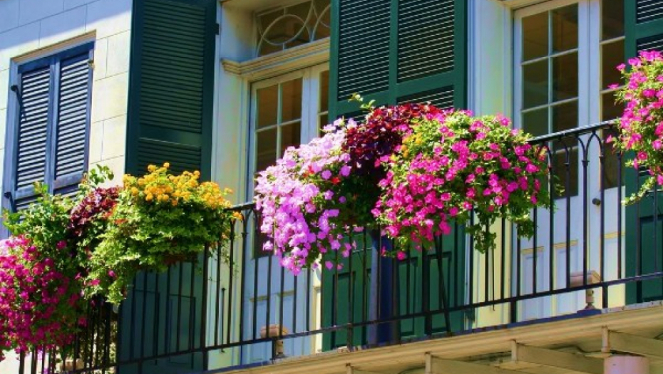 BALKONSKO CVEĆE KOJE SVIMA USPEVA Cveta od proljeća do kasne jeseni  jeseni, a otporno je na skoro sve