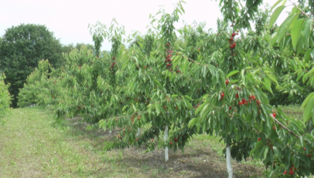 POČELA BERBA VIŠANJA U POMORAVLJU: Ponovo problemi sa otkupnom cenom