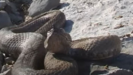 Užas kod Leskovca: Mladu mamu smuk ugrizao dok je spavala s bebom