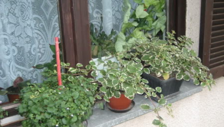 AKO ZASADITE BILJKU "SVETA PETKA", SPASIĆE VAS OD KOMARACA: Evo od čega insekti beže