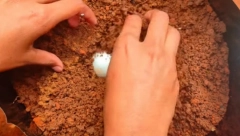 "ZASADITE" JAJE U SAKSIJU SA CVEĆEM: Oduševićete se neverovatnom promenom (VIDEO)