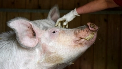 PANIKA DRMA SMEDEREVO: U ovim naseljima je otkrivena afrička kuga