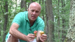 ZARADA I DO 5.000 EVRA DNEVNO Biznis koji cveta u Srbiji, berba je počela, rade ga i stari i mladi, ali postoji caka