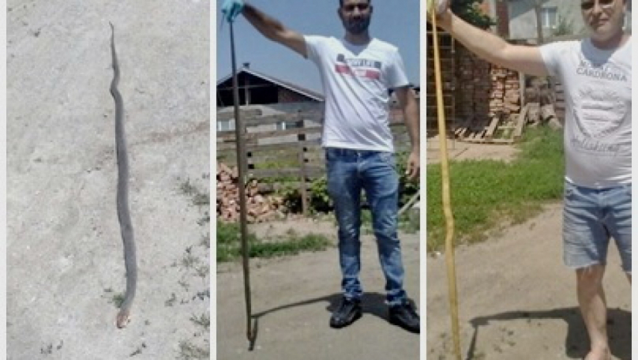 NAJEZDA ZMIJA U LESKOVAČKOM NASELJU Veliki problem sa divljim deponijama i nekonstrolisanim širenjem haosa!