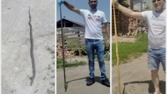 NAJEZDA ZMIJA U LESKOVAČKOM NASELJU Veliki problem sa divljim deponijama i nekonstrolisanim širenjem haosa!