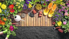 ZBOGOM, KRVOPIJE! Otarasite se komaraca i ostalih buba uz biljke koje možete uzgajati u svojoj bašti