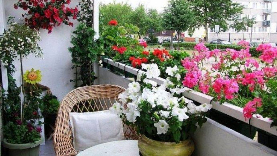 OD OVOG ĐUBRIVA ĆE VAŠE BILJKE RASTI KAO IZ VODE: Ništa ne košta, a bolje "radi" nego veštačka prihrana