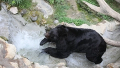 UZNEMIRUJUĆE! UŽASNA SCENA U ZOOLOŠKOM VRTU Žena u psihičkom rastrojstvu bacila dete u kavez sa medvedima (VIDEO)