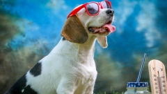 BEZBRIŽNI PO VRUĆINI Visoke temperature zahtevaju promene u svakodnevnim aktivnostima pasa, ali ne isključuju zabavu na otvorenom