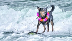 Kuca surfer u Ginisu