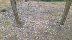 OLUJA PARALISALA ČAČAK Stravično nevreme, vetar nosio sve pred sobom, kolaps na putevima (VIDEO)