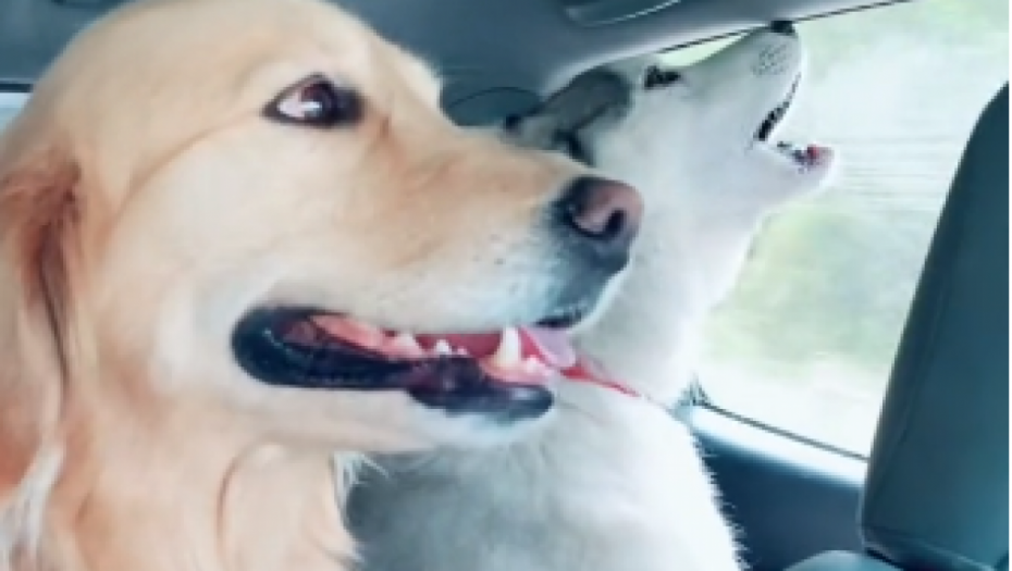 KADA PSI NAPRAVE ATMOSFERU Tokom vožnje dva haskija zapevala, a reakcija retrivera će vas ozbiljno nasmejati
