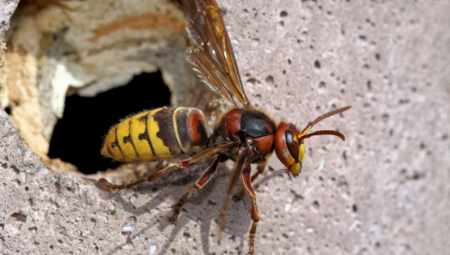 UMRO OD UJEDA STRŠLJENA Smrtno stradao muškarac u Hrvatskoj, napao ga roj opasnih insekata