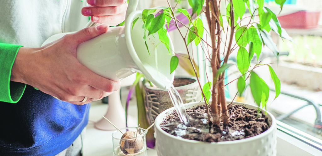 OVAKO UNIŠTAVAMO NAŠE BILJKE Evo šta treba da uradite kako bi cveće bujalo