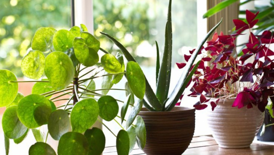 NAJVREDNIJI POKLON! Veruje se da donosi novac u kuću, a ne napadaju je bolesti