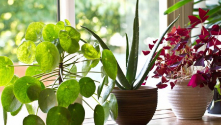 Donosi finansijsku sreću: Biljka koja privlači novac