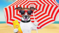 I KUĆNI LJUBIMCI MOGU DA IZGORE NA SUNCU: Zaštitite ih u nekoliko koraka