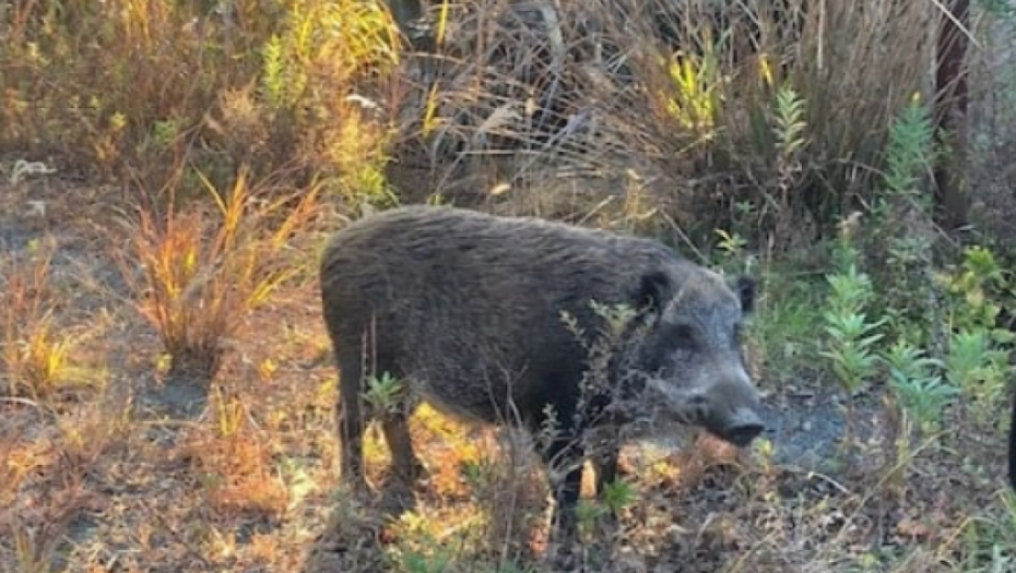 MAĐARI DIGLI UZBUNU! Pronašli leš divljeg vepra, kada su shvatili šta mu se desilo odmah su upalili alarme!