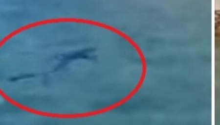 PLAVA AJKULA OD METAR I PO U UVALI KOD TISNOG: Modrulj iz dubina zalutao i zbunio posetioce jer se vrteo po plićaku! (VIDEO)