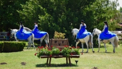 VIC DANA: Pita Mujo Hasu, šta bi voleo...