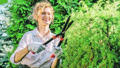 ŽIVI ZID PRAVI ŠTIT Ograda od biljaka zaštitiće vaše dvorište od pogleda, buke i vetra