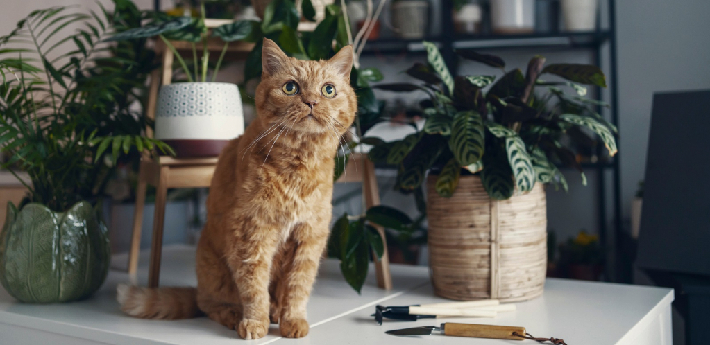 KAD SE POGLEDALA U OGLEDALO NAPRAVILA JE URNEBES Video zbog koga su milioni plakali od smeha