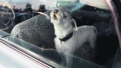 NI MINUT! Izbegnite tragediju, životinje mogu da dožive toplotni udar