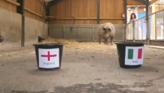 NEKADA HOBOTNICA POL, A SADA KRMAČA SUZI! Vidovita životinja pogodila je svaki rezultat Engleske do sada, a evo šta kaže za finale! (VIDEO)