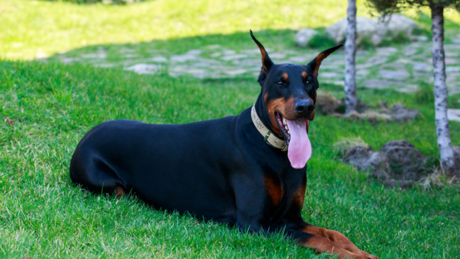 Pravi čuvari: Ove rase pasa su zaštitnički nastrojene prema svojoj porodici i domu