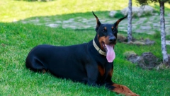 Pravi čuvari: Ove rase pasa su zaštitnički nastrojene prema svojoj porodici i domu