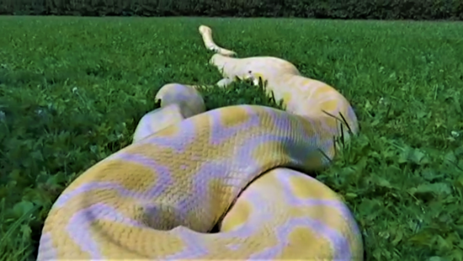 PANIKA Piton pobegao iz stana, policija traga za životinjom dugaom 3 metra