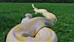 PITON UDAVIO ŽENU PA JE PROGUTAO Nakon nestanka, pronađena u stomaku zmije