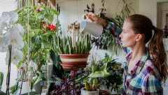 Savet iskusnih baštovana: Naperavite tečnost koja oporavlja osušeno cveće