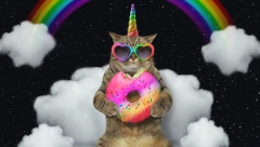 SVETSKE MACE SUPERFACE Krzneni ljubimci koji su ušli u istoriju zbog svojih neverovatnih osobina