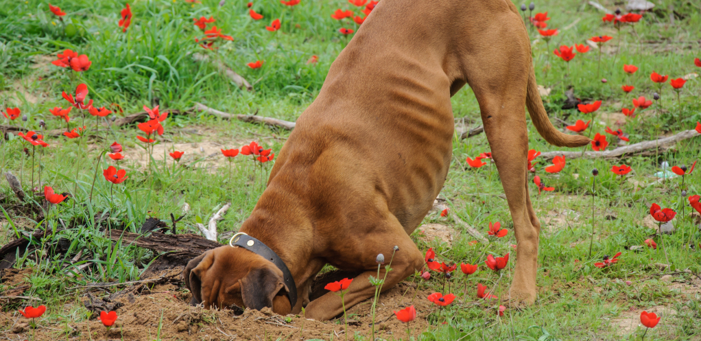 POSTOJI RAZLOG Ne treba da vam bude čudno što vaši ljubimci jedu travu, naučnici sve objasnili