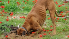 "URADI SAM" Iznenadićete se! Evo zbog čega psi kopaju rupe