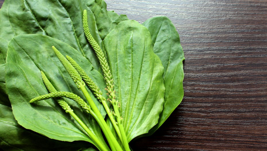 LEČI ČAK 24 BOLESTI Ima antiupalno dejstvo i najbolji je lek za ujed komaraca