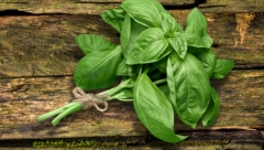 Biljka čuvena po svojim lekovitim dejstvima: Evo zašto treba da počnete da gajite bosiljak