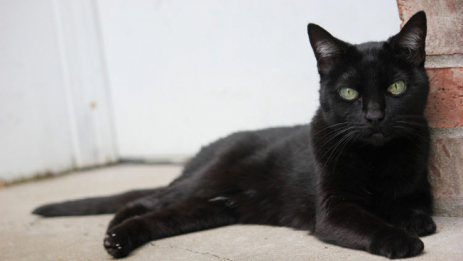 Crne mačke privlače udvarače, novac i sreću, a oduvek smo mislili da su uklete!