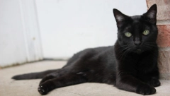 KOD NJIH SE ČEKALO U REDOVIMA Ovo su bile najpoznatije beogradske vračare, a klijentela iz visokog društva