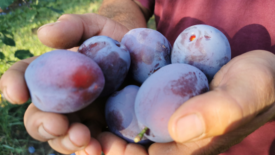 PRIRODNI MULTIVITAMIN Pogledajte šta se dogodi vašem organizmu ako jedete pet šljiva dnevno