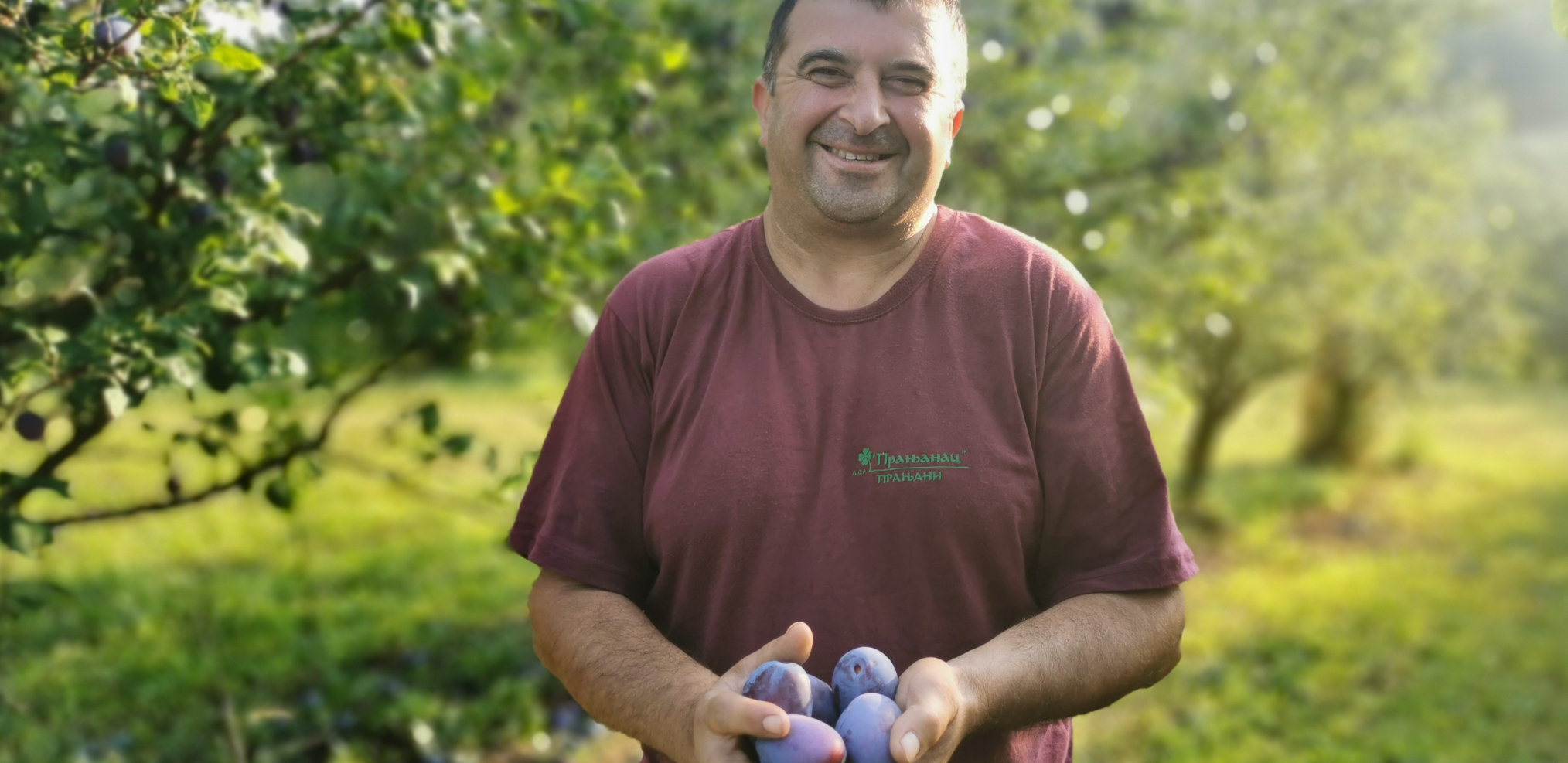 SPADA U NAJKRUPNIJE I NAJKVALITETNIJE SORTE Cena joj je tri puta veća, a Nemci je obožavaju, vredi uložiti svaki dinar (FOTO)
