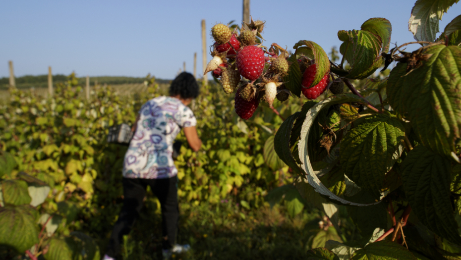 POSTALI MILIONERI ZA DAN Nerealno visoka otkupna cena ove godine od poljoprivrednika napravila bogataše