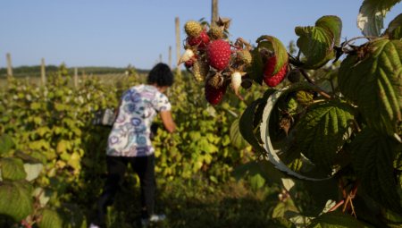 POSTALI MILIONERI ZA DAN Nerealno visoka otkupna cena ove godine od poljoprivrednika napravila bogataše