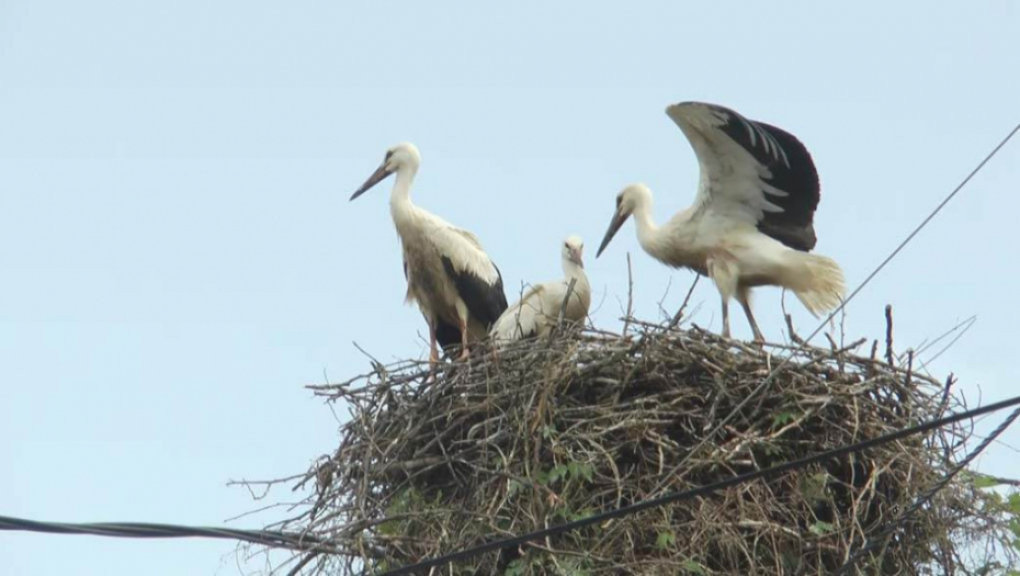 STRUJNI UDAR UBIJA MILIONE PTICA, MEĐU NJIMA I BELE RODE Apel građanima da prijave nebezbedne elektro stubove i bandere