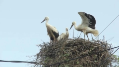 STRUJNI UDAR UBIJA MILIONE PTICA, MEĐU NJIMA I BELE RODE Apel građanima da prijave nebezbedne elektro stubove i bandere