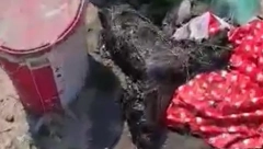 Novi slučaj mučenja životinja: Pas poliven mazutom, veterinari se bore za njegov život (UZNEMIRUJUĆE FOTOGRAFIJE)