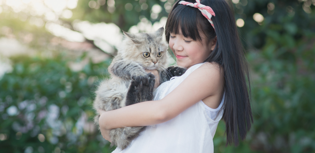 MAČKE SU U KOREJI POSTALE PRAVE ZVEZDE! Evo kako su potisle pse