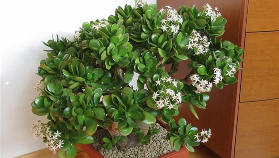 ZA OVU BILJKU KAŽU DA JE MAGNET ZA NOVAC Ali ne donosi svima bogatstvo, zbog jedne sitnice, koju malo ko zna